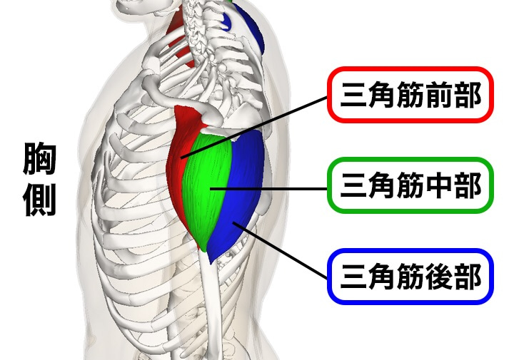 肩の筋肉図